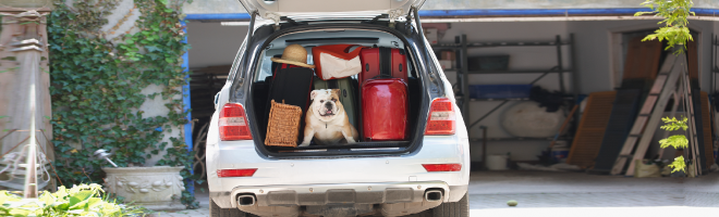 perro en la parte trasera del carro rodeado de maletas