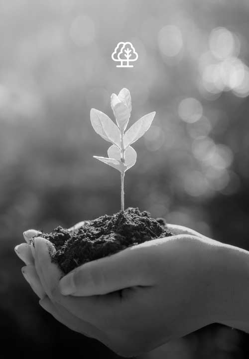 Imagen blanco y negro de mano sosteniendo una planta