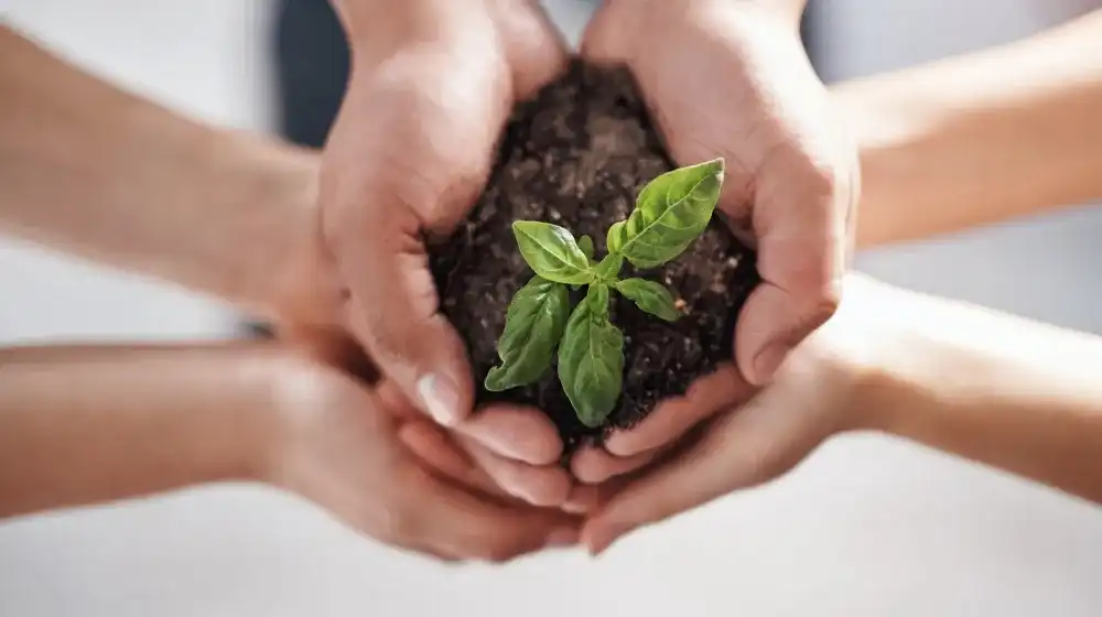 Manos sujetando una planta