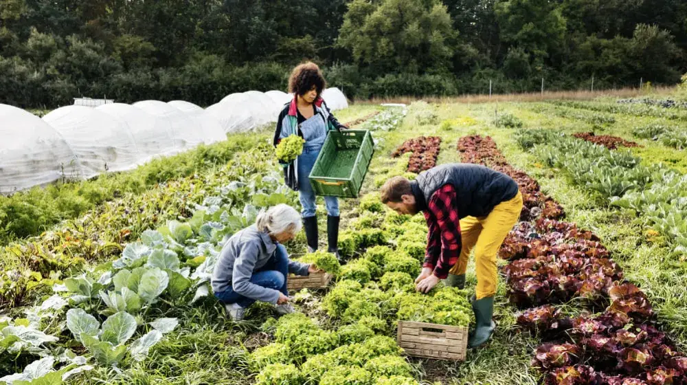 Producto del portafolio de negocios sostenibles: Credito para recursos Sistema Banca para el Desarrollo