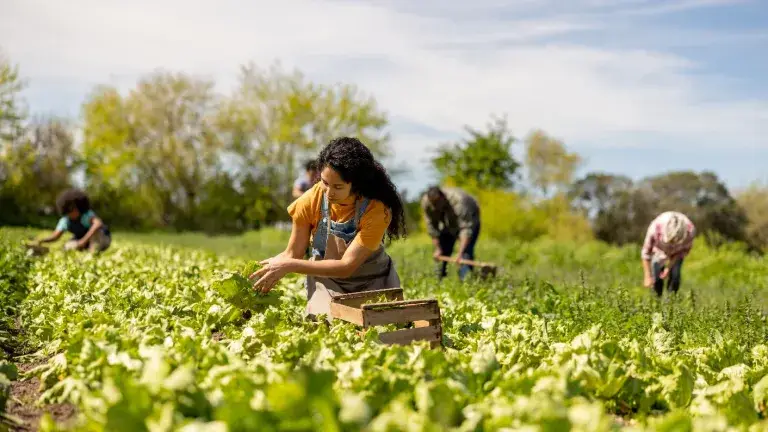 Seguridad Alimentaria - Financiamiento PYME-min.jpg