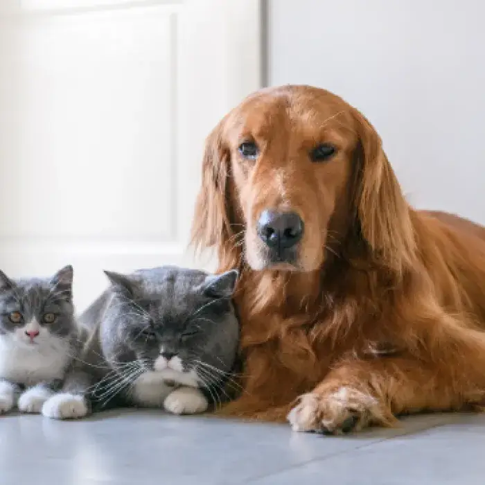 GT-Banner-Protección Mascotas