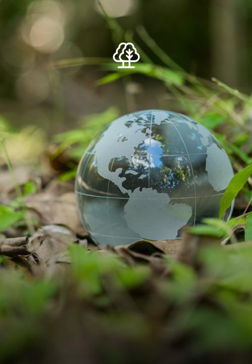 Imagen de globo terráqueo de vidrio en medio del bosque